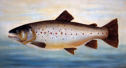 Picture of BROWN TROUT