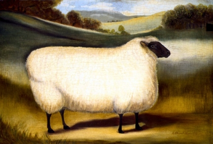Picture of COTSWOLD SHEEP