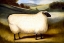 Picture of COTSWOLD SHEEP
