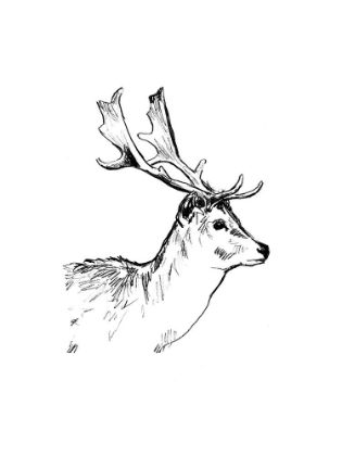 Picture of DEER SKETCH I