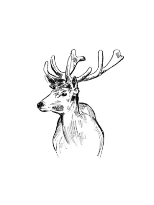 Picture of DEER SKETCH II