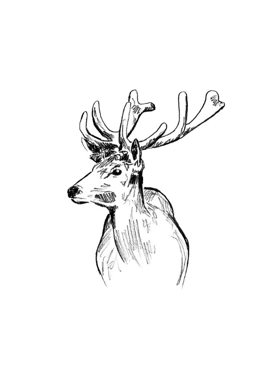 Picture of DEER SKETCH II