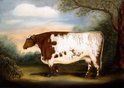Picture of DURHAM COW