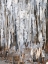 Picture of FROZEN FOREST I