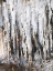 Picture of FROZEN FOREST II