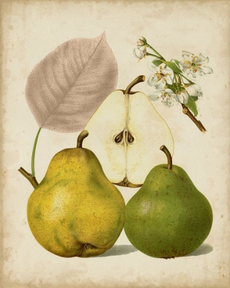 Picture of HARVEST PEARS I