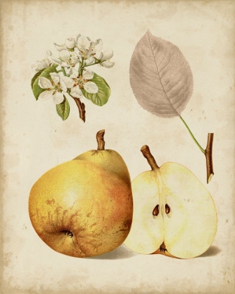Picture of HARVEST PEARS II