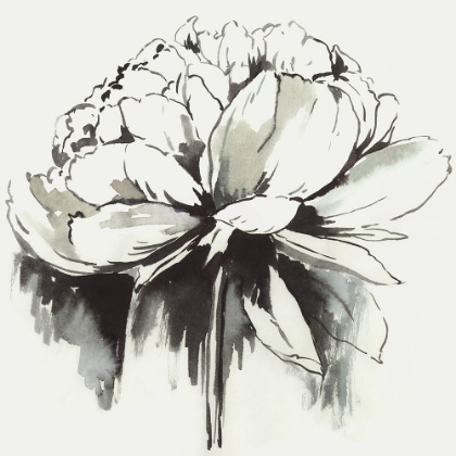Picture of INKY PEONIA