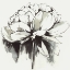 Picture of INKY PEONIA