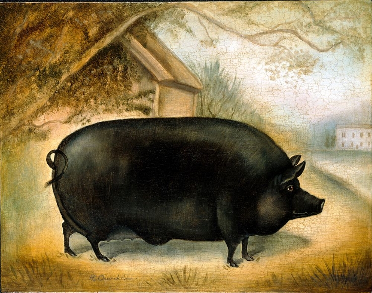 Picture of LARGE BLACK PIG