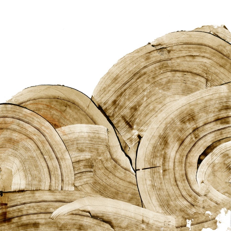 Picture of OVERLAPPING TREE RINGS I