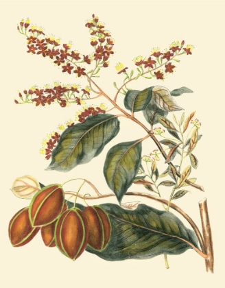 Picture of PRINTED FOLIAGE - FLOWERS AND FRUIT III