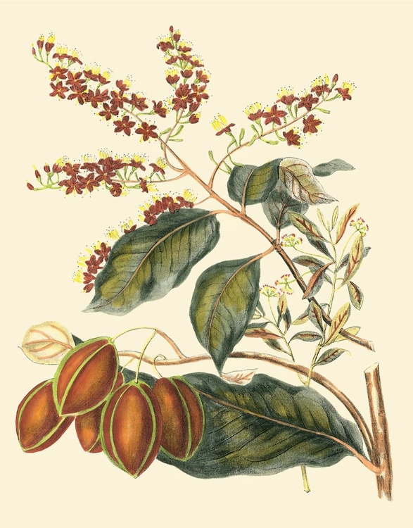 Picture of PRINTED FOLIAGE - FLOWERS AND FRUIT III