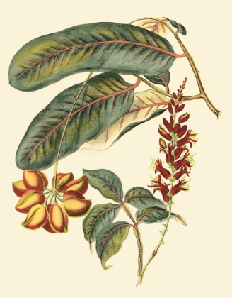 Picture of PRINTED FOLIAGE - FLOWERS AND FRUIT IV