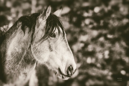 Picture of SNOWY RANGE SEPIA