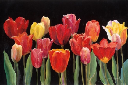 Picture of TULIP FANTASY