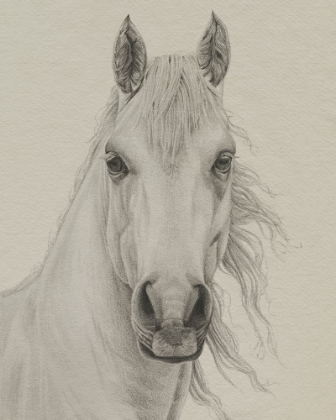 Picture of WHITE HORSE PORTRAIT I