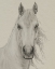 Picture of WHITE HORSE PORTRAIT I