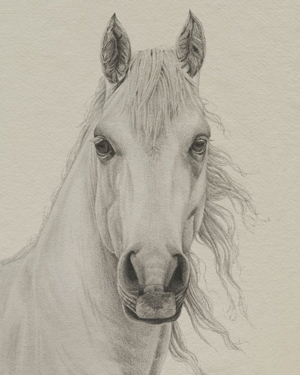 Picture of WHITE HORSE PORTRAIT I