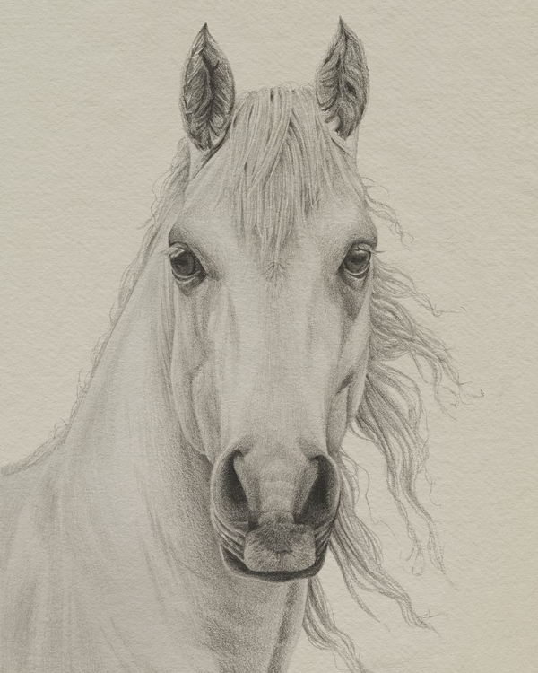 Picture of WHITE HORSE PORTRAIT I