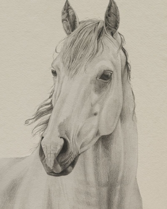 Picture of WHITE HORSE PORTRAIT II