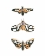 Picture of YELLOW MOTHS I