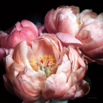 Picture of CORAL PEONIES II