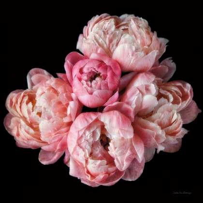 Picture of CORAL PEONIES III