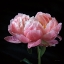 Picture of CORAL PEONIES IV