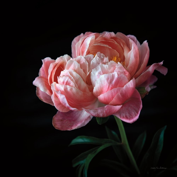 Picture of CORAL PEONIES V