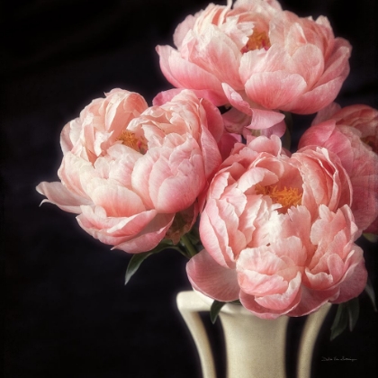 Picture of CORAL PEONIES VI