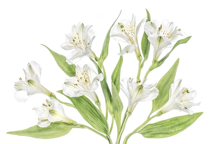 Picture of ALSTROEMERIA