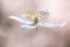 Picture of ANEMONE NEMOROSA