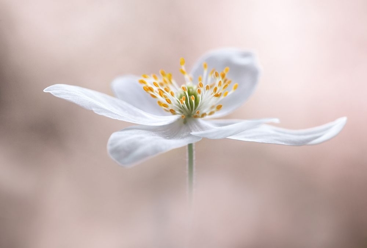 Picture of ANEMONE NEMOROSA