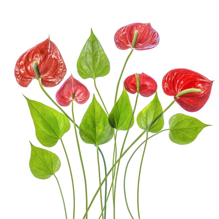 Picture of ANTHURIUM