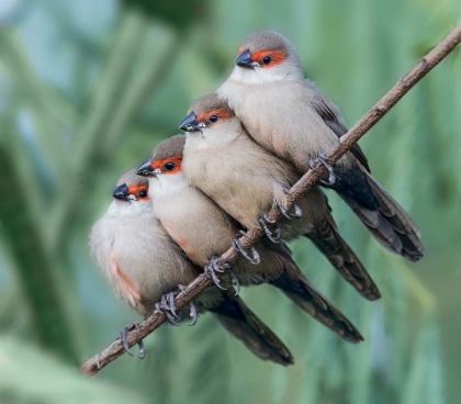 Picture of COMMON WAXBILL