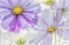 Picture of COSMOS COOL