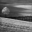 Picture of FIELDS AND TREE