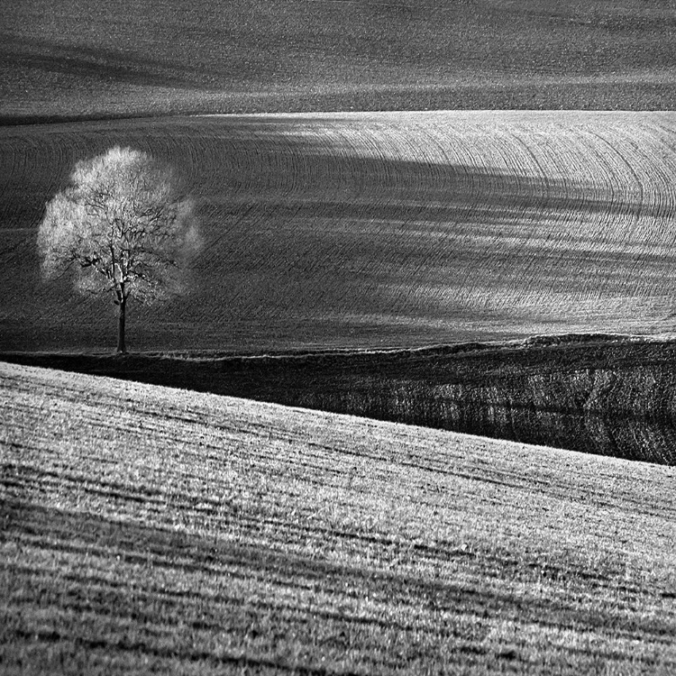 Picture of FIELDS AND TREE