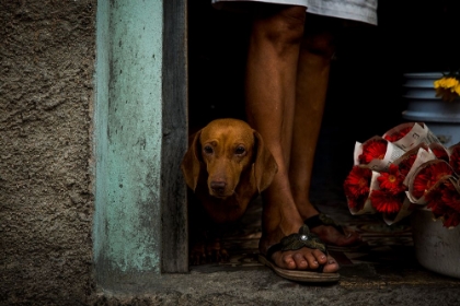 Picture of FLORISTS DOG