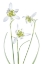 Picture of GALANTHUS FLORE PLENO