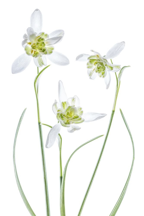 Picture of GALANTHUS FLORE PLENO