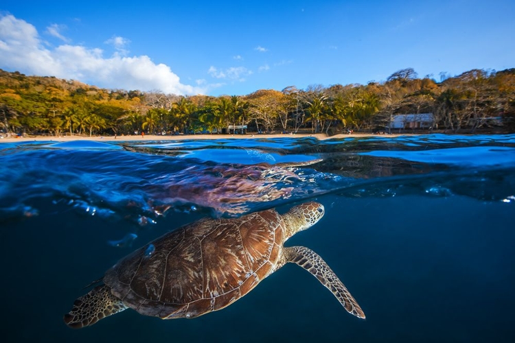 Picture of GREEN TURTLE - SEA TURTLE