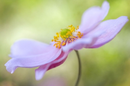 Picture of JAPANESE ANEMONE