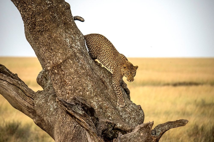 Picture of LEOPARD - SERENGHETI, TANZANIA