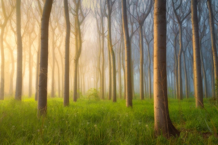 Picture of MISTY MORNING