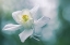 Picture of PURITY
