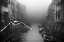 Picture of SEAGULL FROM THE MIST