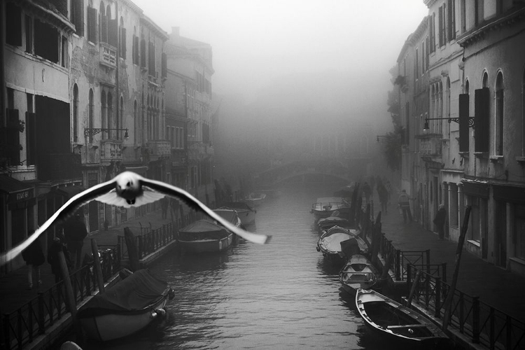 Picture of SEAGULL FROM THE MIST