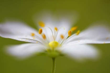 Picture of SOFTLY STITCHWORT